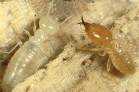 Brisbane termites