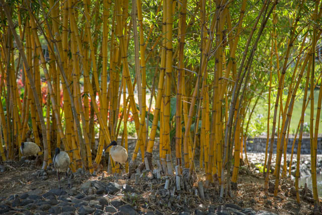Bamboo removal Brisbane