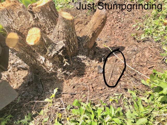 Tree stump in Chapel Hill