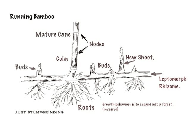 Running bamboo can turn into a forest